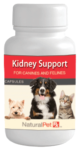 Kidney Support - 100 Capsules